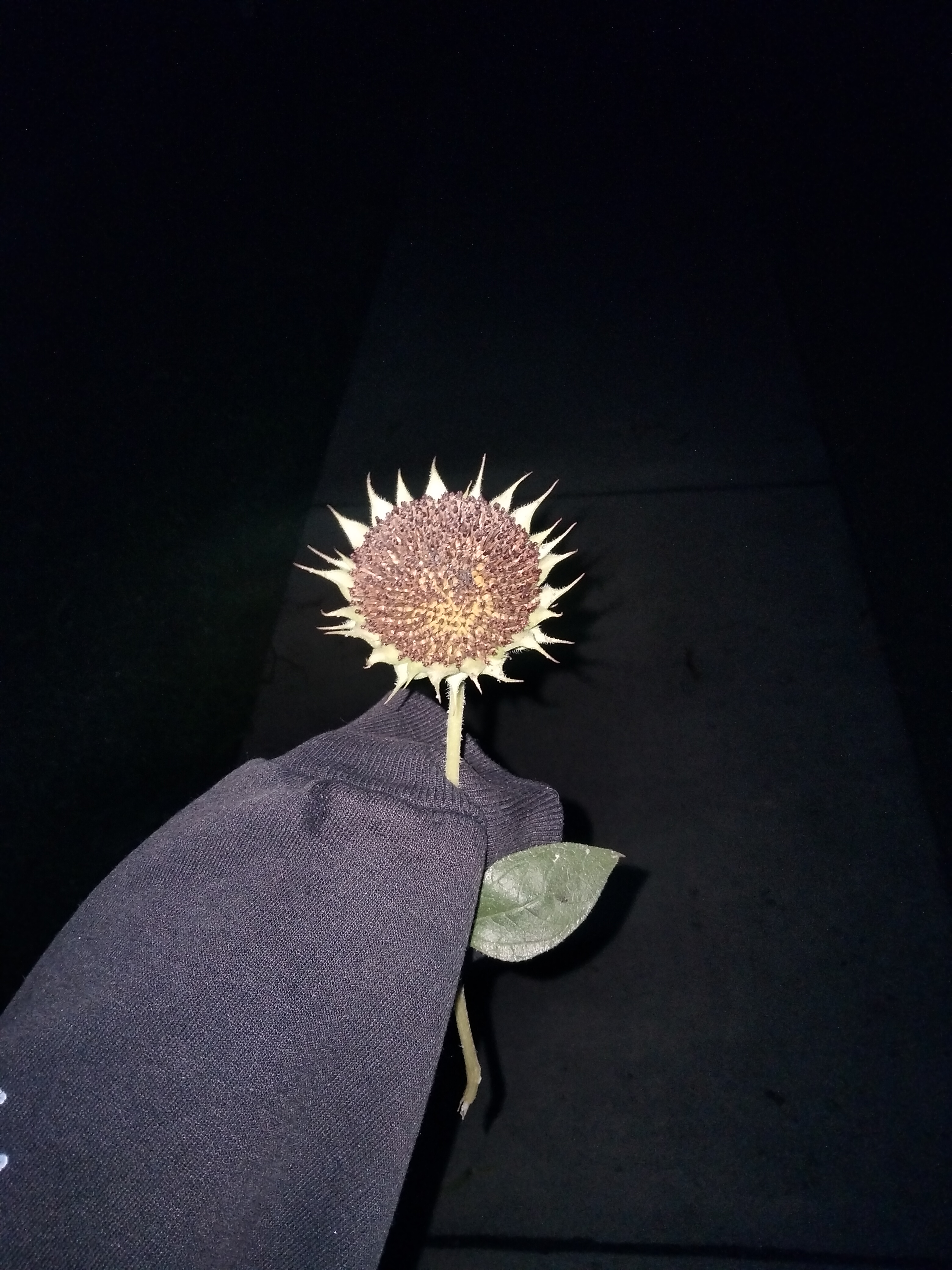 dead flower